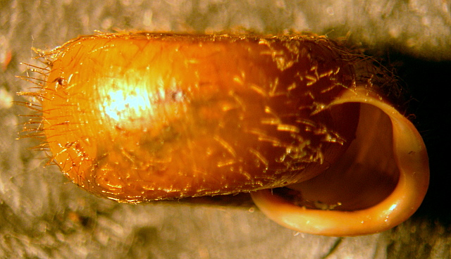Gasteropode pelosetto